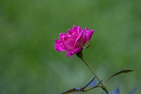 玫红色野生小玫瑰花图片